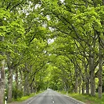 Hof Podis Veinimois