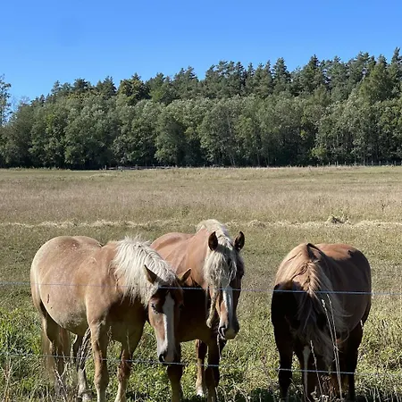 Hof Podis Veinimois Pootsi
