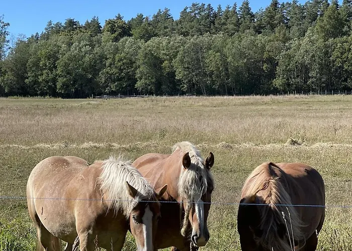 Hof Podis Veinimois Pootsi